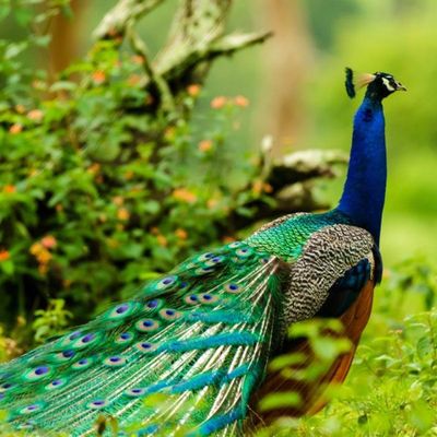 Mudumalai Tiger Reserve,